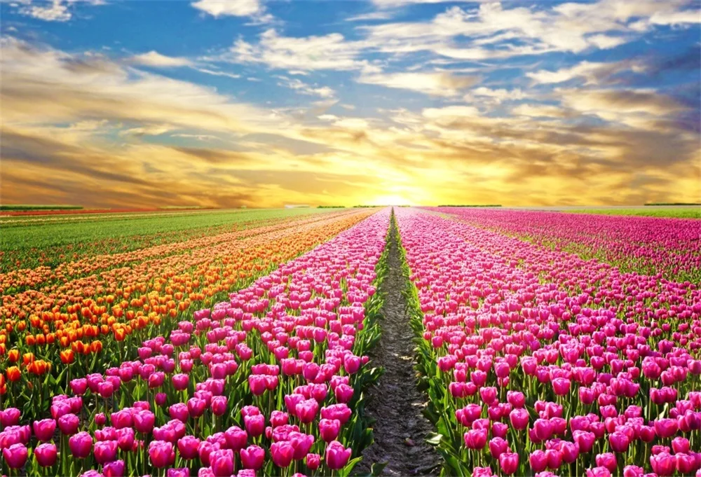 Laeacco Spring Flowers Provence Tulip Field Sunset Blue Sky Scenic Photo Background Photographic Backdrop Photocall Photo Studio
Laeacco Spring Flowers Provence Tulip Field Sunset Blue Sky Scenic Photo Background Photographic Backdrop Photocall Photo Studio