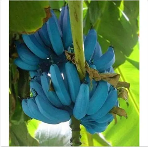 150 Pcs Banana Blue Banana Tree Delicious Rare Fruit Musa Blue Java Garden Lawn Gardening Decoration
150 Pcs Banana Blue Banana Tree Delicious Rare Fruit Musa Blue Java Garden Lawn Gardening Decoration