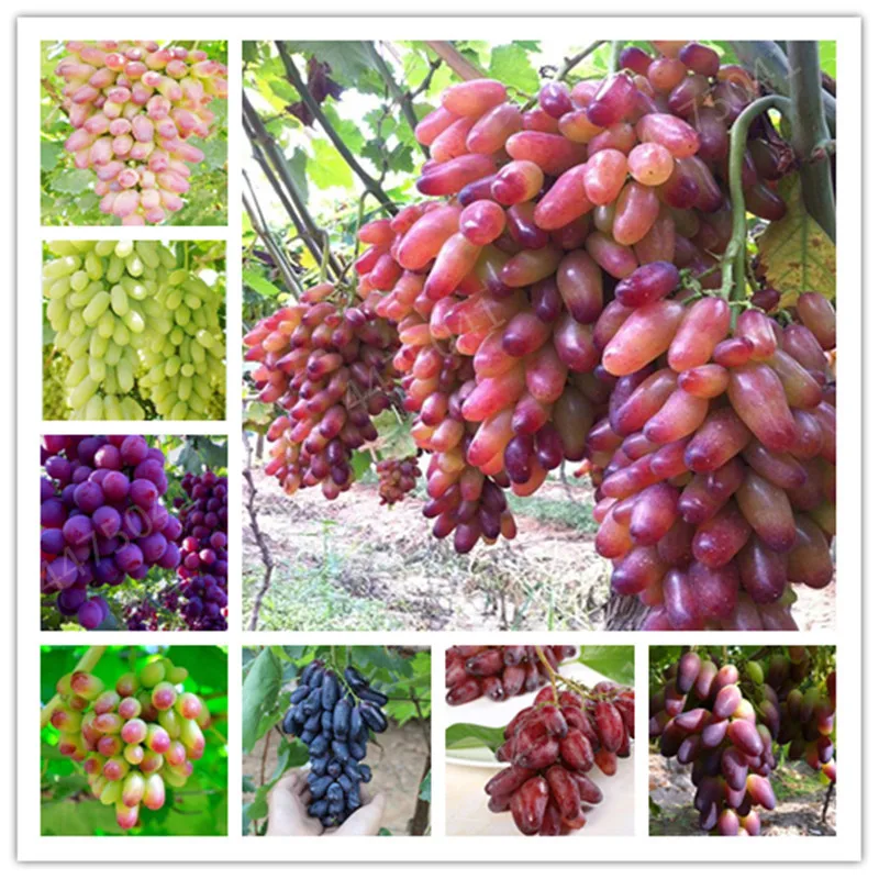 20 Pcs Gold Finger Grape Bonsai Perennial Vine Herb Succulent Plants Juicy Non-Gmo Delicious Fruit Bonsai Garden Supplies
20 Pcs Gold Finger Grape Bonsai Perennial Vine Herb Succulent Plants Juicy Non-Gmo Delicious Fruit Bonsai Garden Supplies