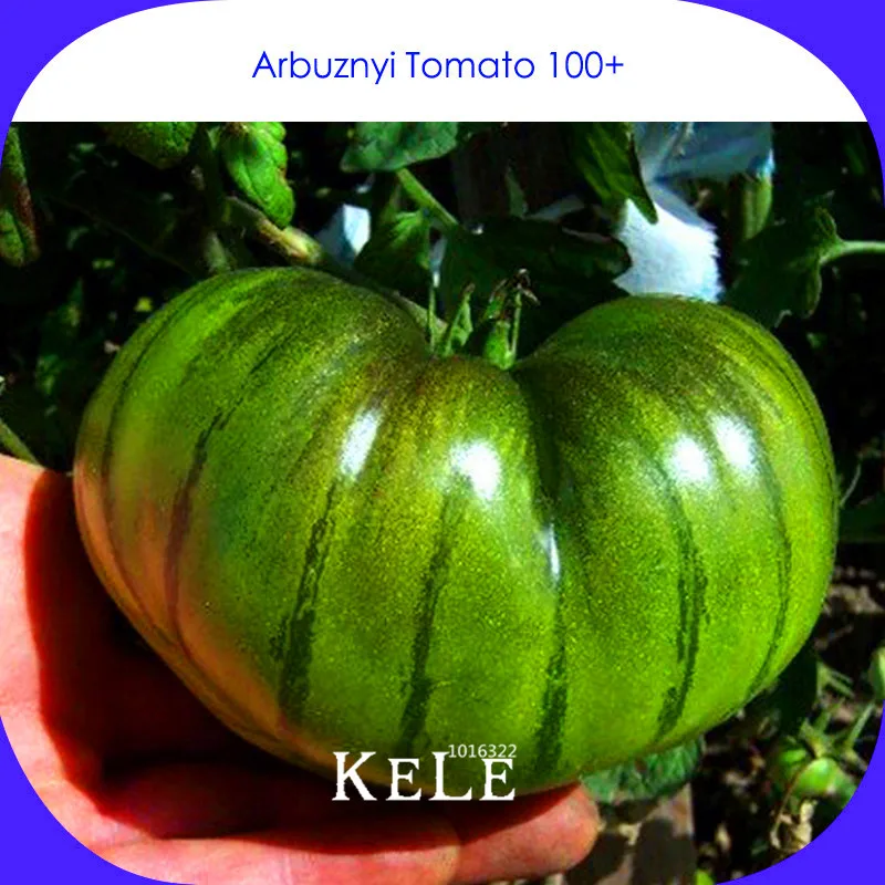 Best-Selling!Rare Heirloom Arbuznyi Big Green Tomato with Dark Green Line Organic Bonsai,100 Pcs/Pack,Vegetables,#2DQ7X5
Best-Selling!Rare Heirloom Arbuznyi Big Green Tomato with Dark Green Line Organic Bonsai,100 Pcs/Pack,Vegetables,#2DQ7X5