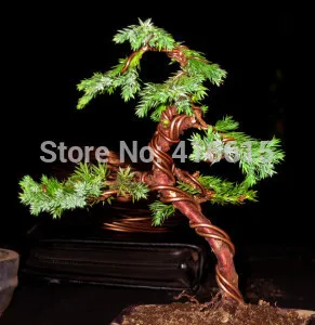 Craft Aluminium Wire Bonsai Training Tools for hanging BONSAI SHAPING WIRE BROWN ANODISED ALUMINIUM THICK 100g 5 Meters
Craft Aluminium Wire Bonsai Training Tools for hanging BONSAI SHAPING WIRE BROWN ANODISED ALUMINIUM THICK 100g 5 Meters