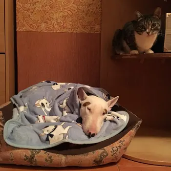 Soft Fleece Cat Bullterrier Bulldog Blankets For Bed Mats House Cats Dogs Bed Blanket Sofa bed Cover
Soft Fleece Cat Bullterrier Bulldog Blankets For Bed Mats House Cats Dogs Bed Blanket Sofa bed Cover
