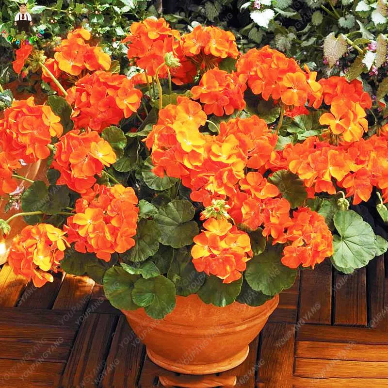 50Pcs Rare Geranium Flower Potted Balcony Planting bonsai Mixed Color Seasons Pelargonium Potted bonsais Plantas Indoor garden
50Pcs Rare Geranium Flower Potted Balcony Planting bonsai Mixed Color Seasons Pelargonium Potted bonsais Plantas Indoor garden