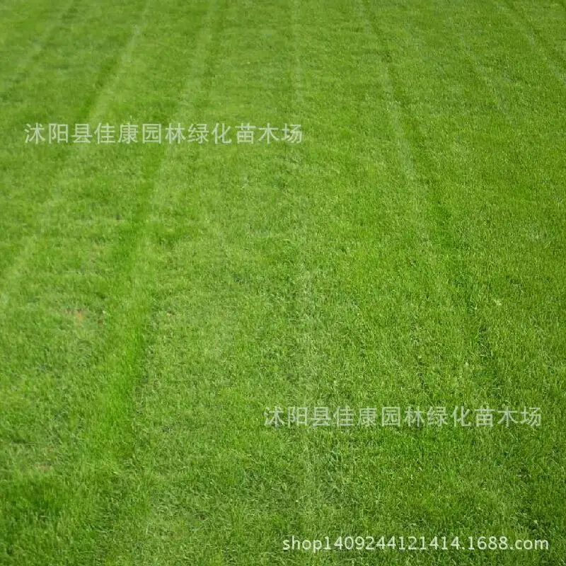 Image Zoysia grass seed imported from Japan extended to blue grass seed awl trampling warm season drought resistant 200g   Pack