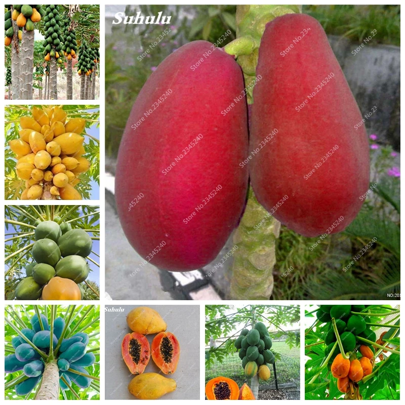 50 Pcs / Bag Papaya Bonsai Organic Heirloom Vegetable Fruit Plants Potted Tree Red Heart Papaya Edible Planting For Garden Decor
50 Pcs / Bag Papaya Bonsai Organic Heirloom Vegetable Fruit Plants Potted Tree Red Heart Papaya Edible Planting For Garden Decor