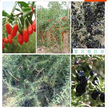 High Quality Red, Black Wolfberry Organic Seed Germination Rate, Free Shipping
High Quality Red, Black Wolfberry Organic Seed Germination Rate, Free Shipping