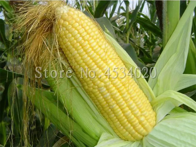50 pcs Bonsai Yellow Corn Outdoor Organic Sweet Vegetables Edible Juicy Corn Fruit Plant For Home Garden Flower Pot Planting
50 pcs Bonsai Yellow Corn Outdoor Organic Sweet Vegetables Edible Juicy Corn Fruit Plant For Home Garden Flower Pot Planting