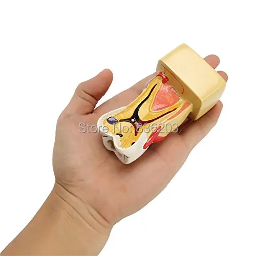 41MkhMlHUbL