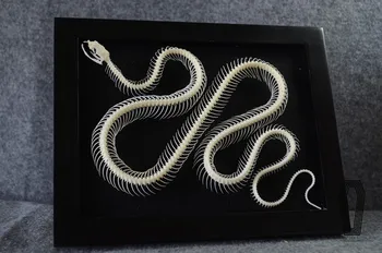0.9/1.3 meter snake skeleton model snake bone specimen educational model wall decoration
0.9/1.3 meter snake skeleton model snake bone specimen educational model wall decoration