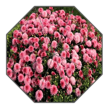 Custom Chrysanthemum Umbrellas Polyester Fabric High Quality Sunny And Rainy Umbrella Non-Automatic Umbrella For Adults
Custom Chrysanthemum Umbrellas Polyester Fabric High Quality Sunny And Rainy Umbrella Non-Automatic Umbrella For Adults