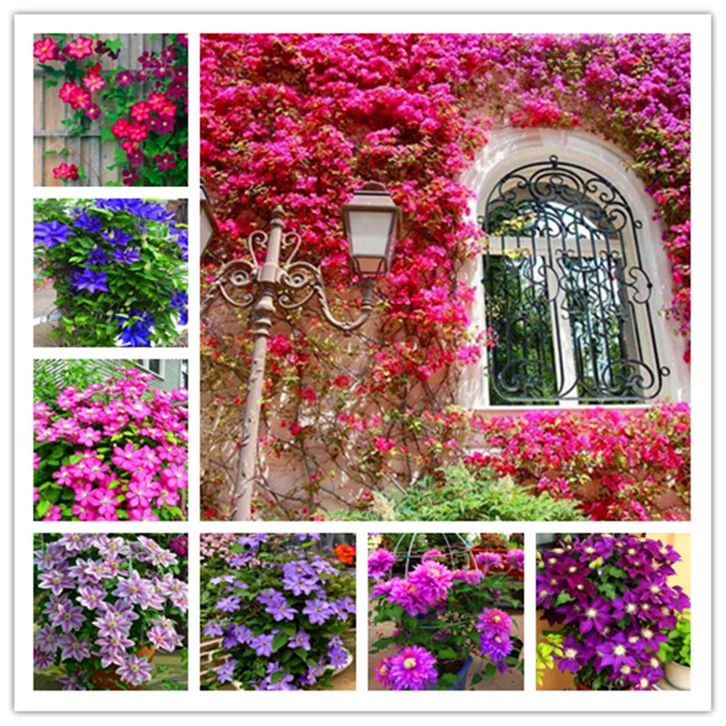 Hot sale!150 Pcs Indoor Climbing Clematis Bonsai Flowers Clematis Vine Bonsai Perennial Flowe Clematis Bonsai Pot Garden Plant P
Hot sale!150 Pcs Indoor Climbing Clematis Bonsai Flowers Clematis Vine Bonsai Perennial Flowe Clematis Bonsai Pot Garden Plant P
