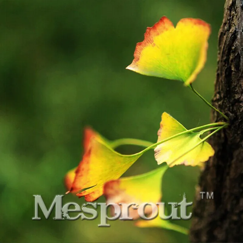 Hot Sale! 2 PCS Rare Rainbow Ginkgo Bonsai Perennial Bonsai Flowers Bonsai Beautiful Potted Plant Easy to Grow
Hot Sale! 2 PCS Rare Rainbow Ginkgo Bonsai Perennial Bonsai Flowers Bonsai Beautiful Potted Plant Easy to Grow