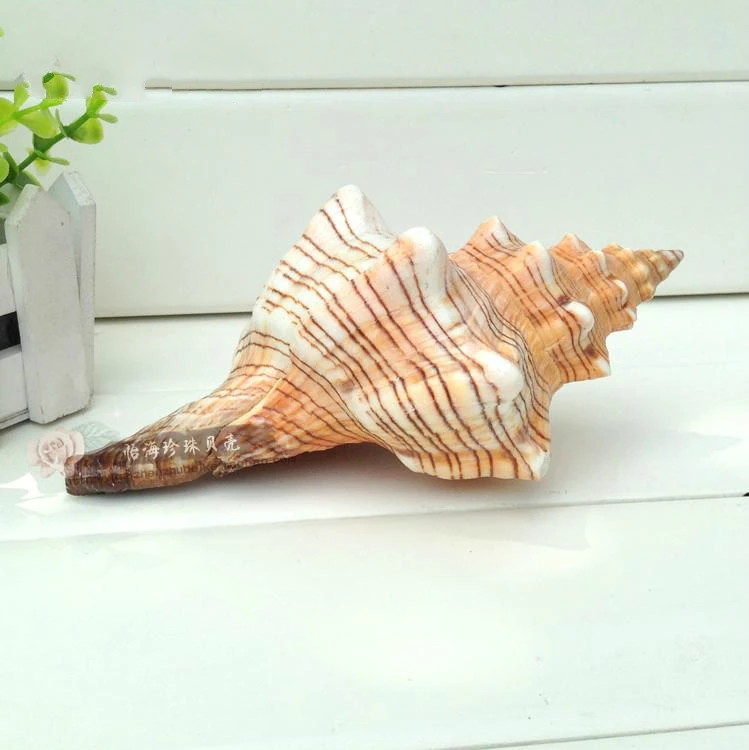 Superlarge conch series Collection scenery props Aquarium fish tank shell ashell shestatues Home wedding decoration dies
Superlarge conch series Collection scenery props Aquarium fish tank shell ashell shestatues Home wedding decoration dies