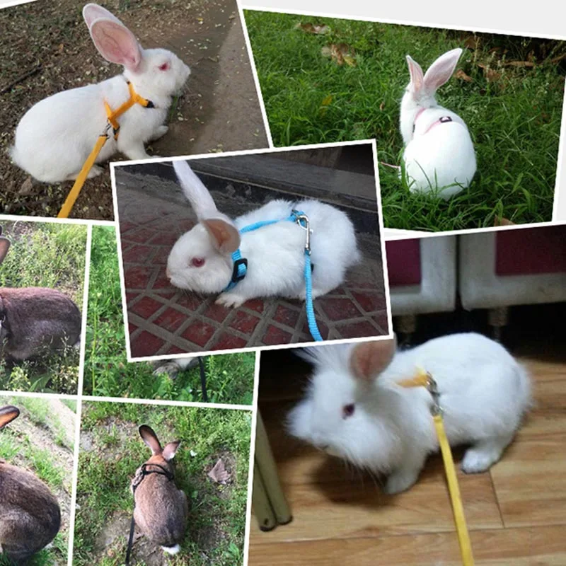 HOT Pet Rabbit Soft Harness Leash Adjustable Bunny Traction Rope for Running Walking NDS66
HOT Pet Rabbit Soft Harness Leash Adjustable Bunny Traction Rope for Running Walking NDS66