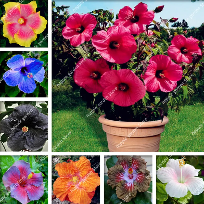 Big Sale! 100 Pcs/bag Hibiscus Bonsai Perennial Indoor Flower flores Office Desktop Decor Flowers for Home Garden Easy to Grow
Big Sale! 100 Pcs/bag Hibiscus Bonsai Perennial Indoor Flower flores Office Desktop Decor Flowers for Home Garden Easy to Grow