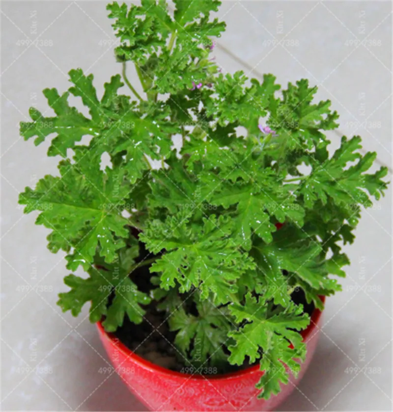 Hot selling Mosquito Repelling Grass Mozzie Buster Sweetgrass Garden & Home Bonsai Plant Indoor Plant 200 pcs riddex plant
Hot selling Mosquito Repelling Grass Mozzie Buster Sweetgrass Garden & Home Bonsai Plant Indoor Plant 200 pcs riddex plant
