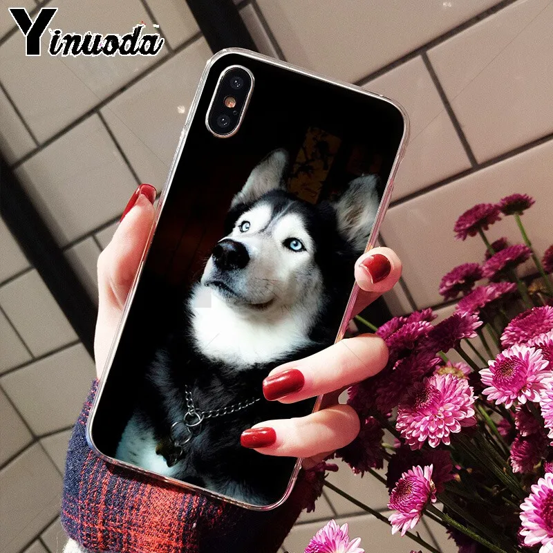 Animal Husky cute Puppy Dog