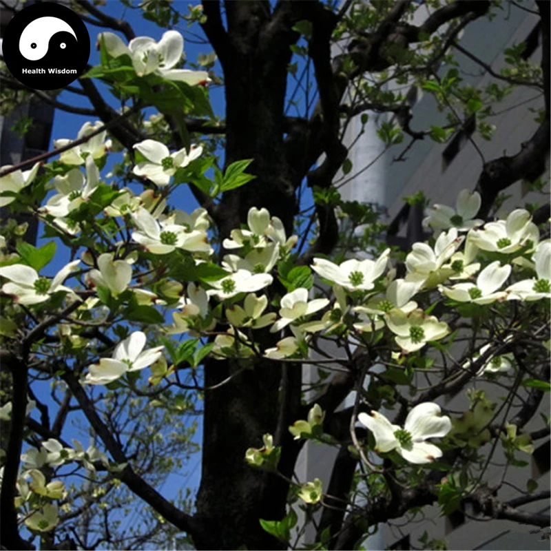 Buy Kousa Dogwood Tree Semente 120pcs Plant Dendrobenthamia Japonica For Si Zhao Hua
Buy Kousa Dogwood Tree Semente 120pcs Plant Dendrobenthamia Japonica For Si Zhao Hua