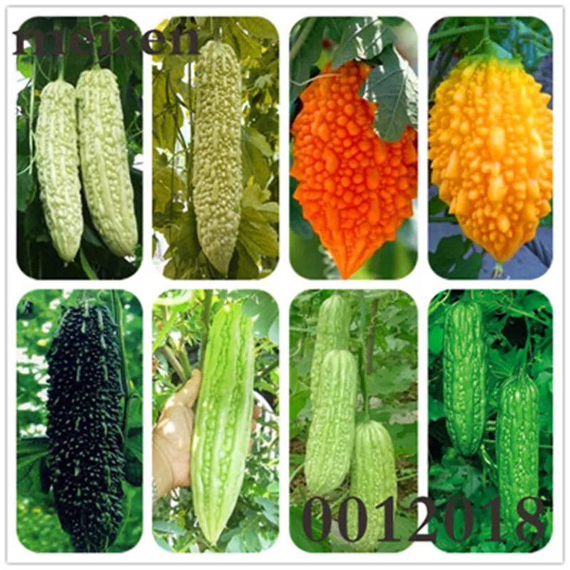 10 pcs/bag Gold Bell Bonsai Rare Balsam Pear Plant Bitter Gourd Melon Momordica Charantia Vegetable And Fruit For Home Garden
10 pcs/bag Gold Bell Bonsai Rare Balsam Pear Plant Bitter Gourd Melon Momordica Charantia Vegetable And Fruit For Home Garden