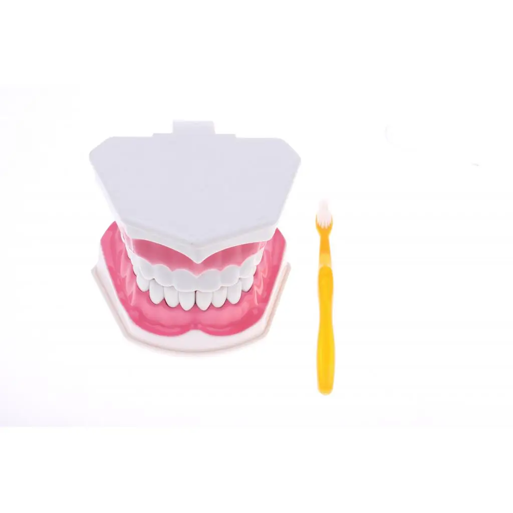 2X Large PVC Human Teeth Model with Removable Lower Teeth School Teeth Teaching Tools Student Children Educational Toy