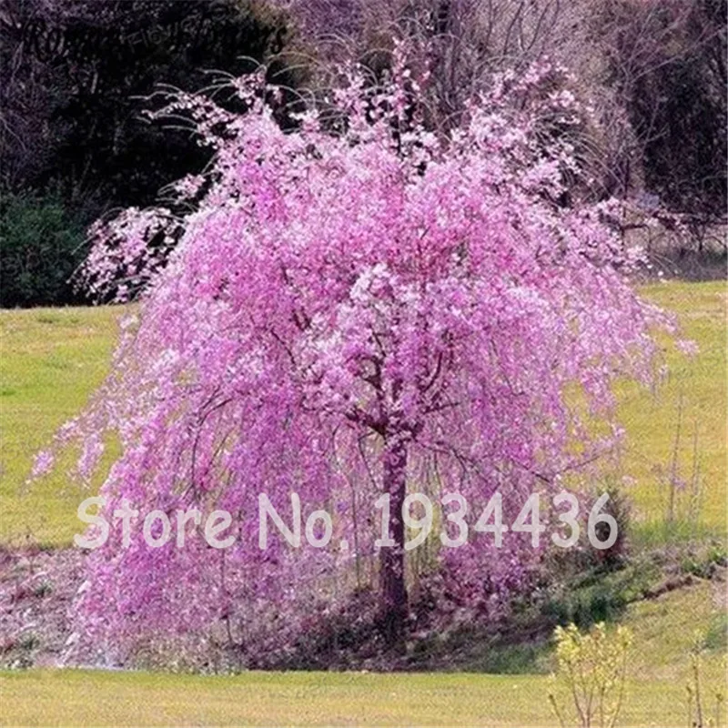 20 Pcs Japanese Pink Sakura Cherry Blossoms Tree Home Garden Climbing Tree Flower Plant DIY Perennial Christmas Ornaments Plant
20 Pcs Japanese Pink Sakura Cherry Blossoms Tree Home Garden Climbing Tree Flower Plant DIY Perennial Christmas Ornaments Plant