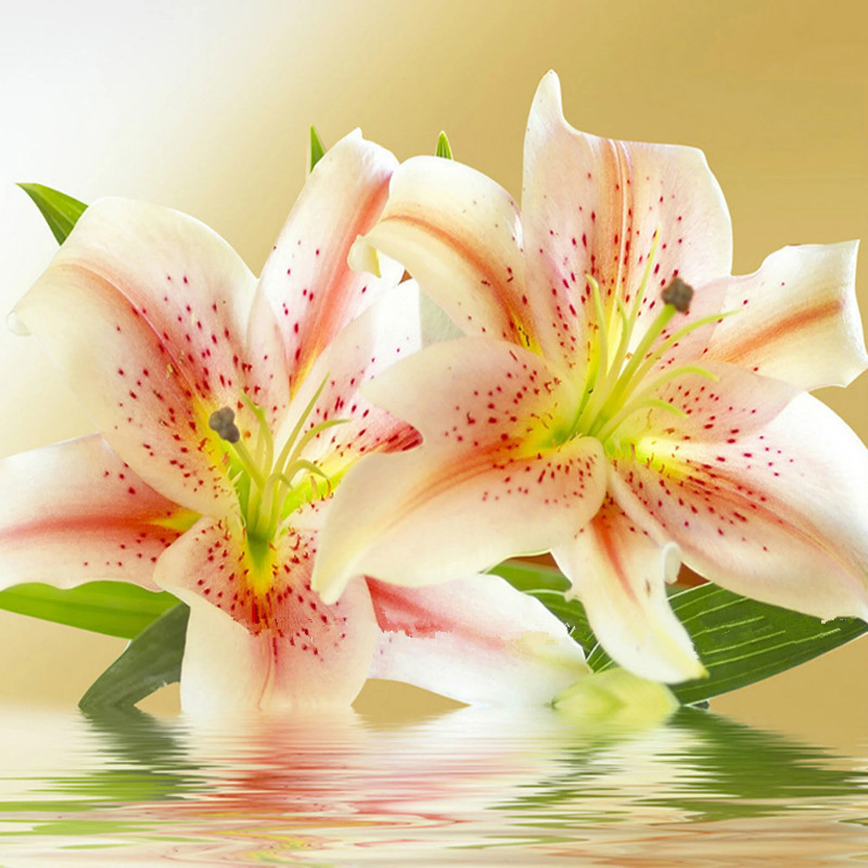 Diamond Painting Cross Stitch Diy Embroidery Lily Painting Round Drill Diamond Mosaic Beads Pasted Needlework
Diamond Painting Cross Stitch Diy Embroidery Lily Painting Round Drill Diamond Mosaic Beads Pasted Needlework