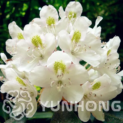 100 Pcs/bag Rare Bonsai Azalea plant Diy Home Garden bonsai Plants China Edible Lily Flower Decoration Sementes Balcony Planter
100 Pcs/bag Rare Bonsai Azalea plant Diy Home Garden bonsai Plants China Edible Lily Flower Decoration Sementes Balcony Planter