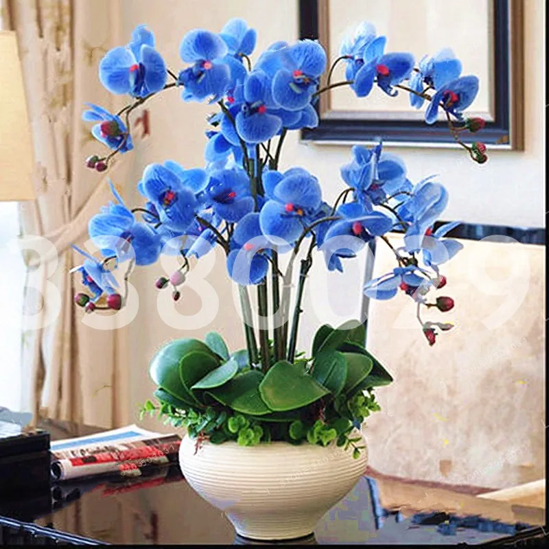 100Pcs Phalaenopsis Orchid Bonsai Perennial Indoor Flower Bonsai Plants Home Garden Four Seasons Planting Potted Flowers Plant
100Pcs Phalaenopsis Orchid Bonsai Perennial Indoor Flower Bonsai Plants Home Garden Four Seasons Planting Potted Flowers Plant