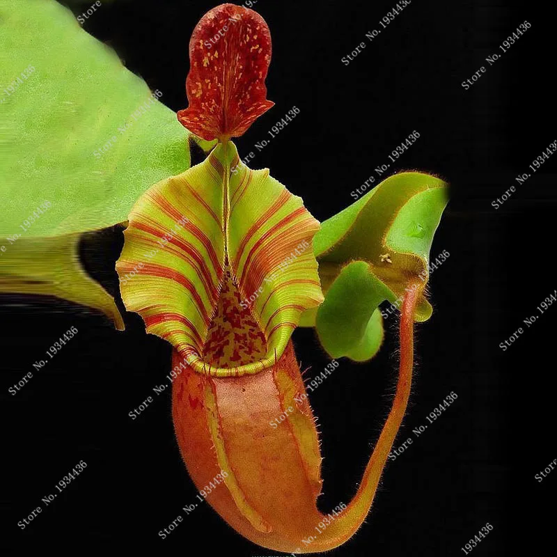 100 pcs Rare Large Lapel Nepenthes Balcony Potted Flytrap Bonsai Plants Carnivorous Plants Novelty Bonsai For Balcony & Yard
100 pcs Rare Large Lapel Nepenthes Balcony Potted Flytrap Bonsai Plants Carnivorous Plants Novelty Bonsai For Balcony & Yard
