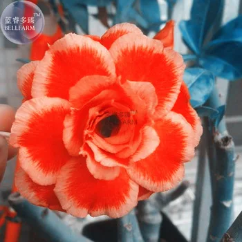 BELLFARM Rose Orange Adenium Desert Rose Seeds, 2 seeds, professional pack, 5-layer orange petals light orange edge flowers