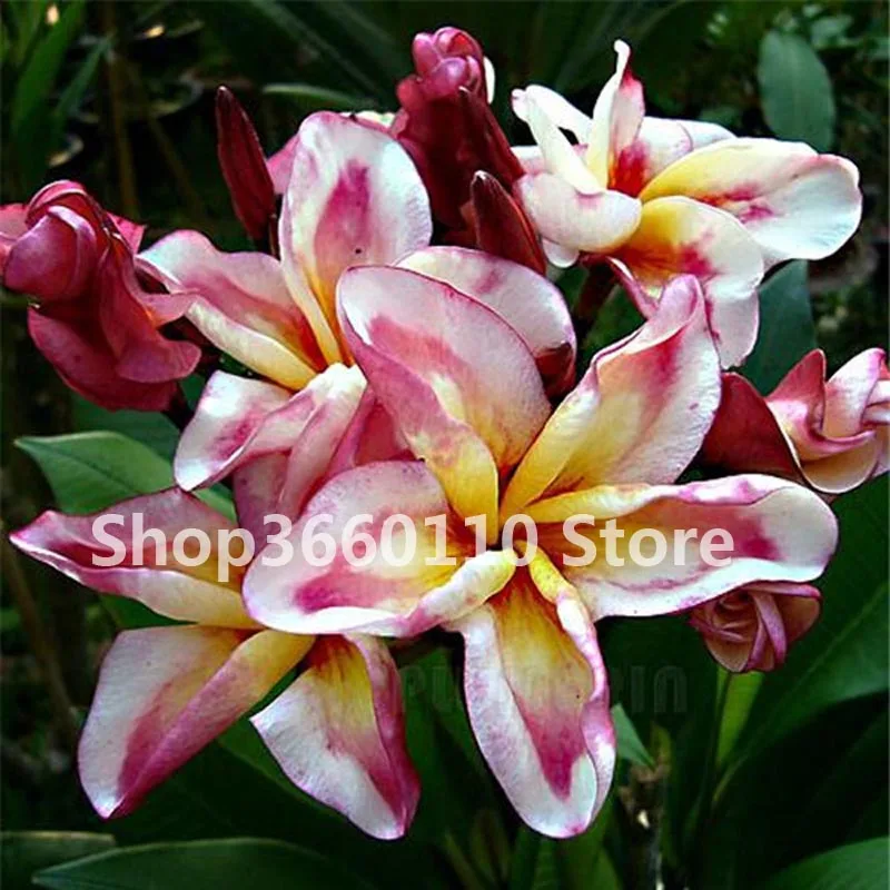 plantas para jardin Seedsplants Lowest Price! 100 Pieces/Bag Japanese style Plumeria plant potted bonsai DIY home garden
plantas para jardin Seedsplants Lowest Price! 100 Pieces/Bag Japanese style Plumeria plant potted bonsai DIY home garden