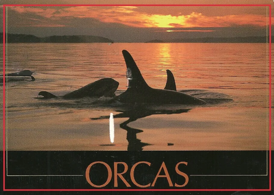 Free Shipping 78*54*3mm CANADA Orcas Metal Wrapped Souvenir Fridge Magnets 20332 Rigid Plate Tourist Memories
Free Shipping 78*54*3mm CANADA Orcas Metal Wrapped Souvenir Fridge Magnets 20332 Rigid Plate Tourist Memories