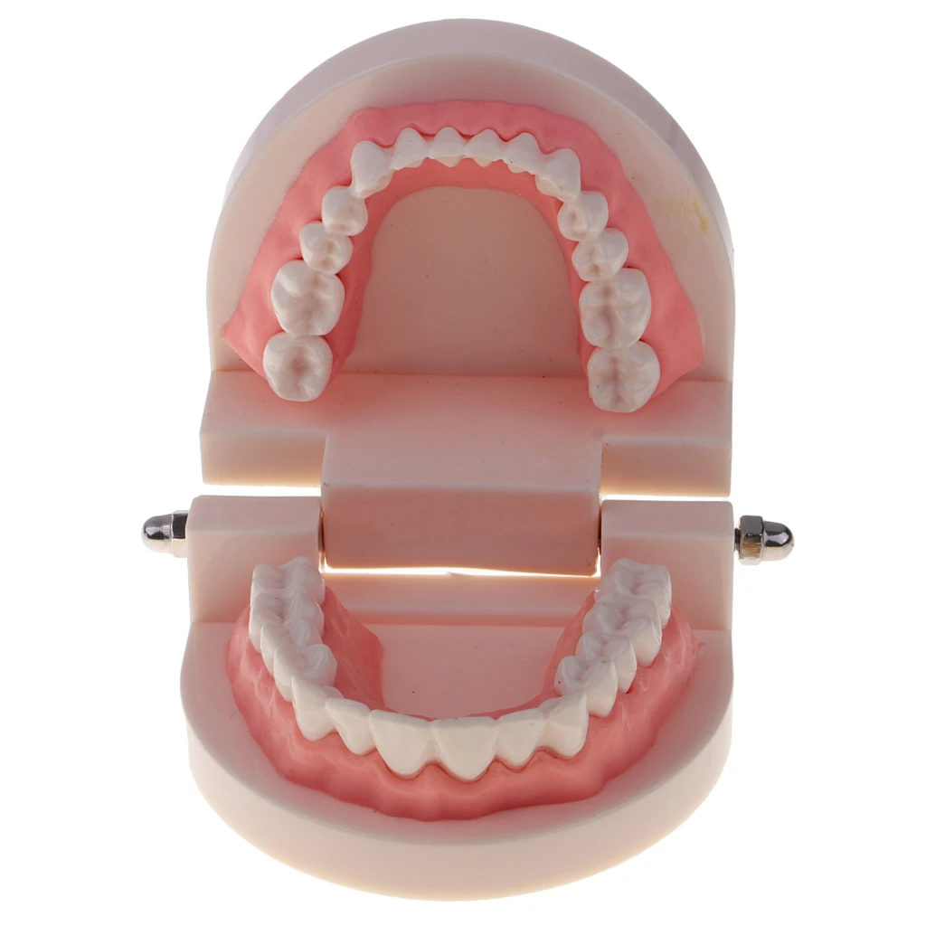 2 Sets 1:1 Human Mouth Teeth Model with Toothbrush School Teaching Learning Lab Ornament