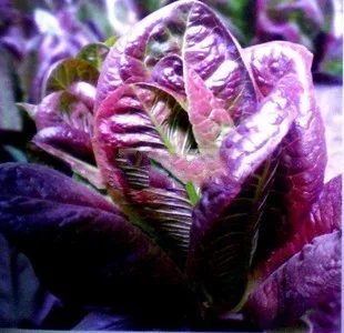 Geely lettuce purple red wheat bonsai vegetables contain anthocyanins and other high rapid growth in original packaging 200pcs
Geely lettuce purple red wheat bonsai vegetables contain anthocyanins and other high rapid growth in original packaging 200pcs