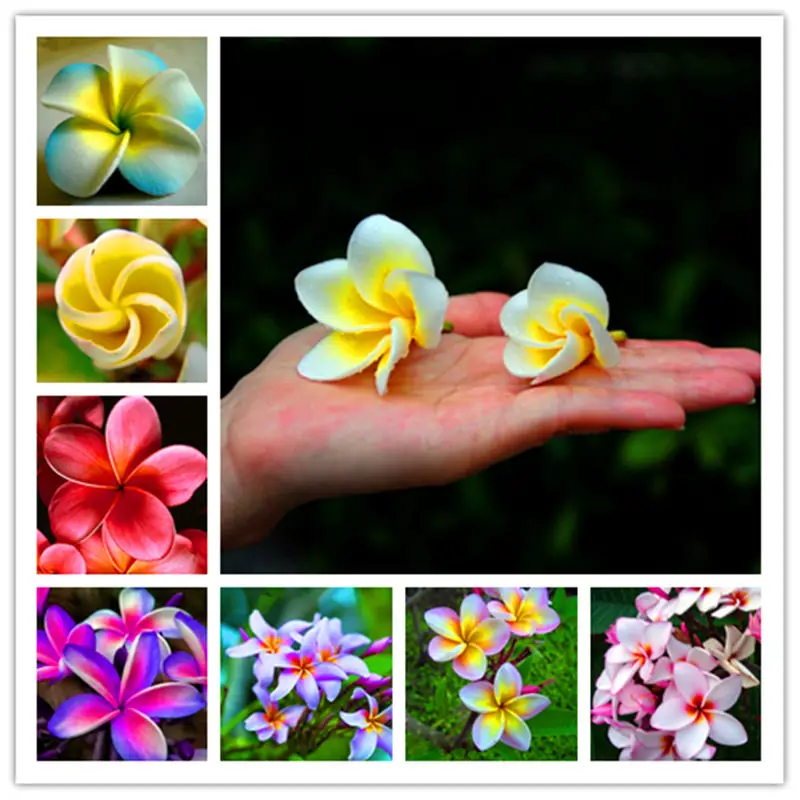 50pcs/bag Egg Flower s Yellow Calliopsis Outdoor Euphorbia Bonsai Tree Plant Plumeria Rubra L. cv. Acutifolia s For Home
50pcs/bag Egg Flower s Yellow Calliopsis Outdoor Euphorbia Bonsai Tree Plant Plumeria Rubra L. cv. Acutifolia s For Home
