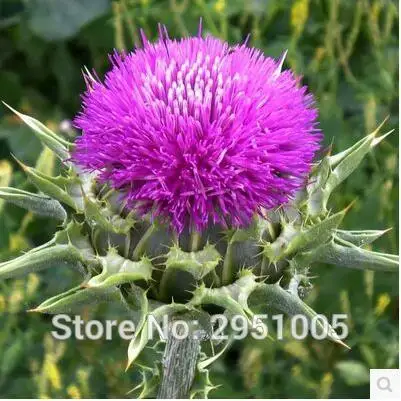 50 pcs/lot Milk Thistle, kitchen vanilla, flower,courtyard balcony potted home garden free shipping
50 pcs/lot Milk Thistle, kitchen vanilla, flower,courtyard balcony potted home garden free shipping
