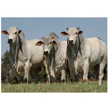 Diamond Embroidery Diy Diamond Painting Cross Stitch Animal cow Brahman Bull 5D Needlework Mosaic New Year Decoration ZP-1190
Diamond Embroidery Diy Diamond Painting Cross Stitch Animal cow Brahman Bull 5D Needlework Mosaic New Year Decoration ZP-1190
