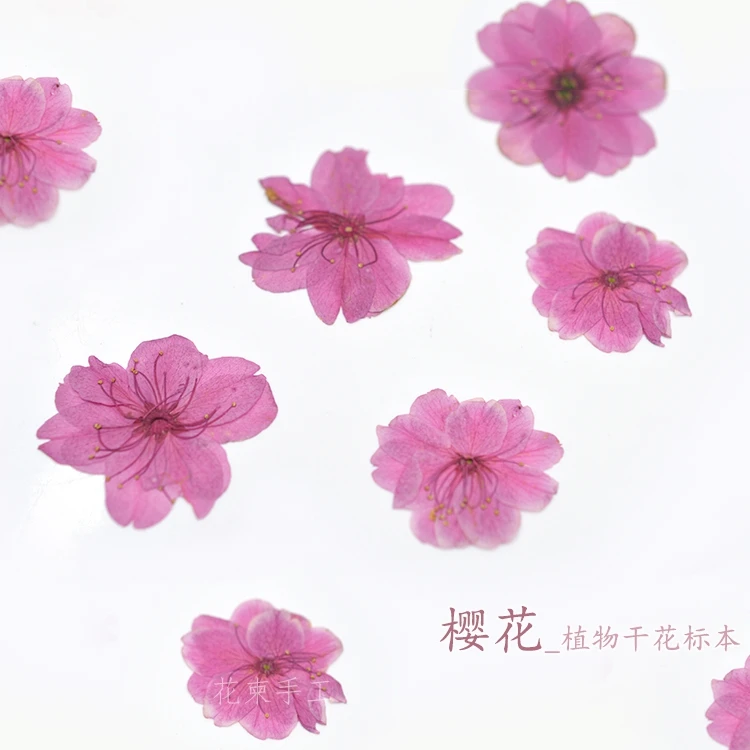 Flower Invitation Sakura Diy Flower Embossed Epoxy Plant Specimens Natural Specimens
Flower Invitation Sakura Diy Flower Embossed Epoxy Plant Specimens Natural Specimens