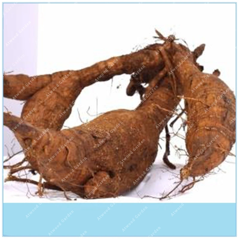 ZLKING 100PCS Rare Pueraria Kudzu Pueraria lobata Rare Pueraria Mirifica Perennial Herbs planting
ZLKING 100PCS Rare Pueraria Kudzu Pueraria lobata Rare Pueraria Mirifica Perennial Herbs planting