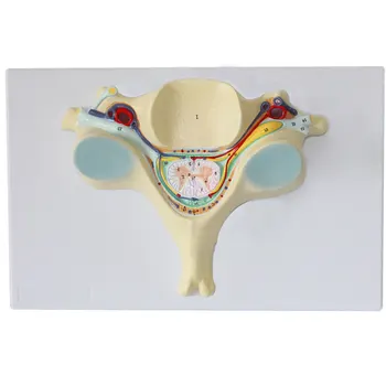 Fifth Cervical Vertebra Spinal Cord and Spinal Nerve Magnification Model Nerve Enlargement Spinal Nerve Model
Fifth Cervical Vertebra Spinal Cord and Spinal Nerve Magnification Model Nerve Enlargement Spinal Nerve Model
