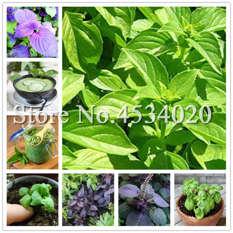 200 pcs Basil sweet ocimum basilicum vegetable fragrant for home garden planting Medicinal and aromatic plants Easy to Grow
200 pcs Basil sweet ocimum basilicum vegetable fragrant for home garden planting Medicinal and aromatic plants Easy to Grow