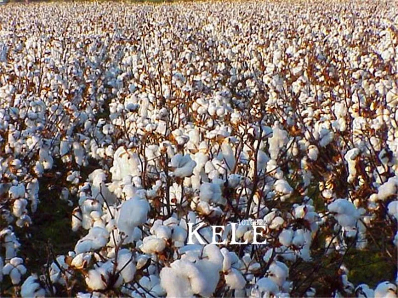 100 Pcs/Pack Time-Limit!!Pure White Cotton bonsai crops, flower flores easy to grow DIY Home Garden Plant plantas
100 Pcs/Pack Time-Limit!!Pure White Cotton bonsai crops, flower flores easy to grow DIY Home Garden Plant plantas