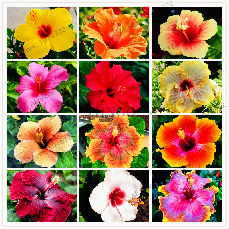 100pcs/bag Hibiscus Flower bonsai,DIY Home Garden potted or yard flower plant,easy to grow for home garden
100pcs/bag Hibiscus Flower bonsai,DIY Home Garden potted or yard flower plant,easy to grow for home garden