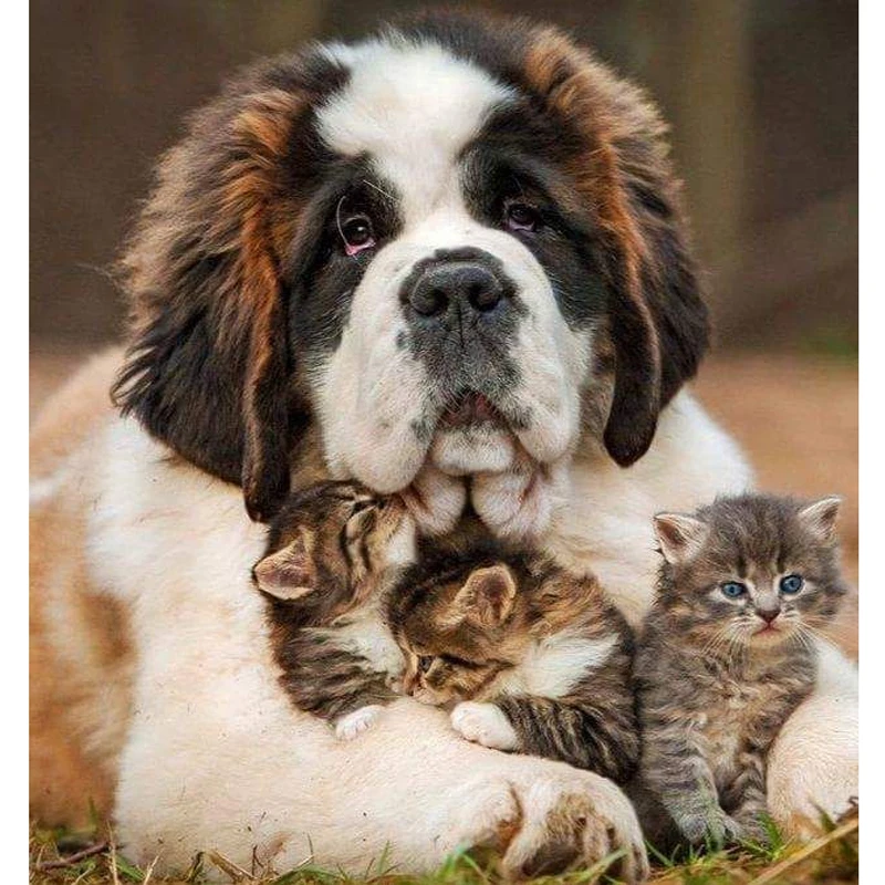 5D DIY Diamond Painting Cross-stitch Warm Dog&Three Cats Crystal Needlework Full Diamond Embroidery Paintings Mosaic Decor Gifts
5D DIY Diamond Painting Cross-stitch Warm Dog&Three Cats Crystal Needlework Full Diamond Embroidery Paintings Mosaic Decor Gifts