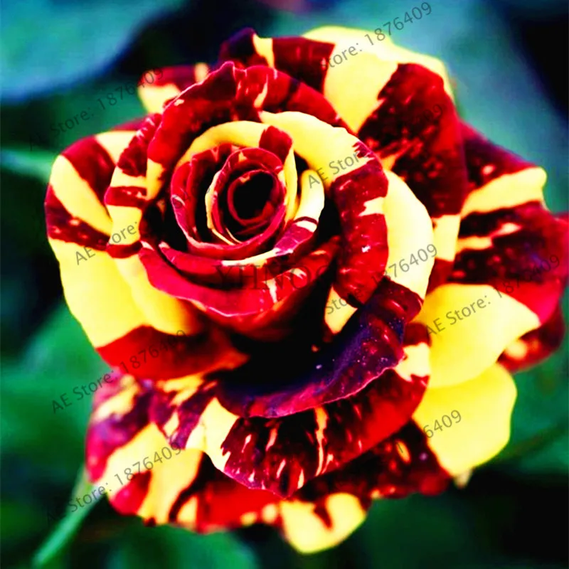 50pcs Holland Candy Stripe rose bonsai Lover Gift blue Green black Rainbow rare Home Gardening Flower,red and yellow
50pcs Holland Candy Stripe rose bonsai Lover Gift blue Green black Rainbow rare Home Gardening Flower,red and yellow