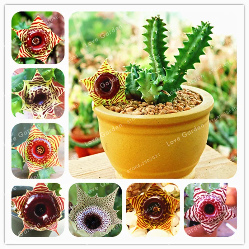 100 Huernia Zebrina Bonsai lithops Pseudotruncatella Succulents Raw Stone Fleshiness Stems Tetragonia Potted Flowers Fleshy
100 Huernia Zebrina Bonsai lithops Pseudotruncatella Succulents Raw Stone Fleshiness Stems Tetragonia Potted Flowers Fleshy