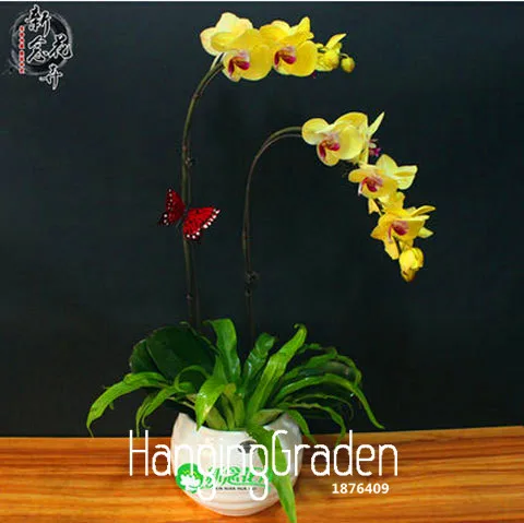 Time-Limit!!phalaenopsis orchid plant, free phalaenopsis bonsai Indoor planting flowers 50 PCS/lot,#XHE28N
Time-Limit!!phalaenopsis orchid plant, free phalaenopsis bonsai Indoor planting flowers 50 PCS/lot,#XHE28N