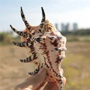Conch shell starfish Platform fish tank Landscaping Adornment Crabs seven feet snail statues Home wedding decoration dies
Conch shell starfish Platform fish tank Landscaping Adornment Crabs seven feet snail statues Home wedding decoration dies