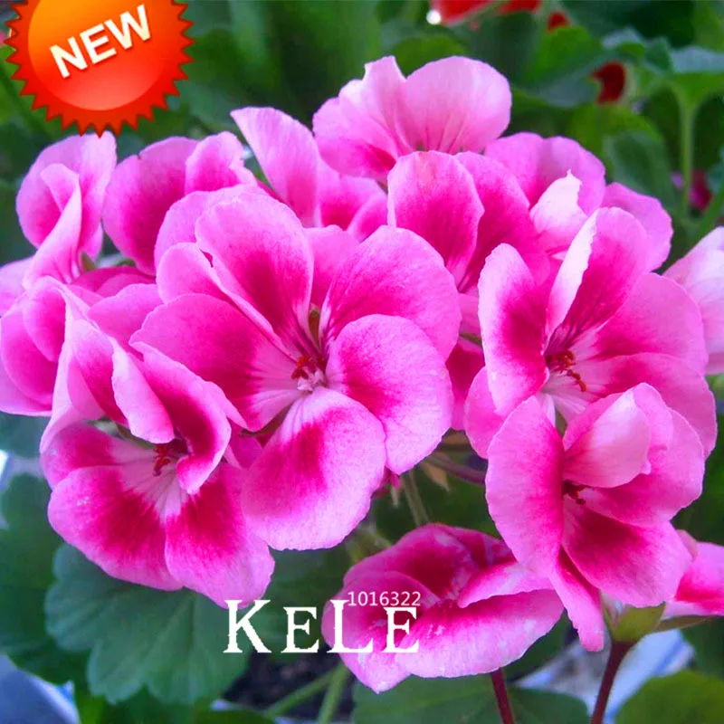 New Arrival!50 PCS/Lot Rare Pink Butterfly Univalve Geranium bonsai Perennial Flower garden Pelargonium Peltatum plant,#DDJ5XM
New Arrival!50 PCS/Lot Rare Pink Butterfly Univalve Geranium bonsai Perennial Flower garden Pelargonium Peltatum plant,#DDJ5XM