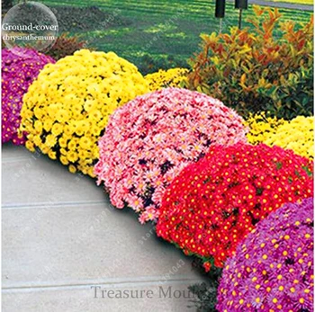 100pcs/bag Ground-cover chrysanthemum perennial plant